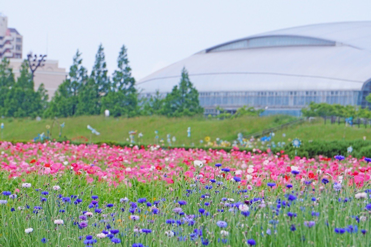 🌳 바뉴 만남 공원 (바뉴 후레아이 코엔)